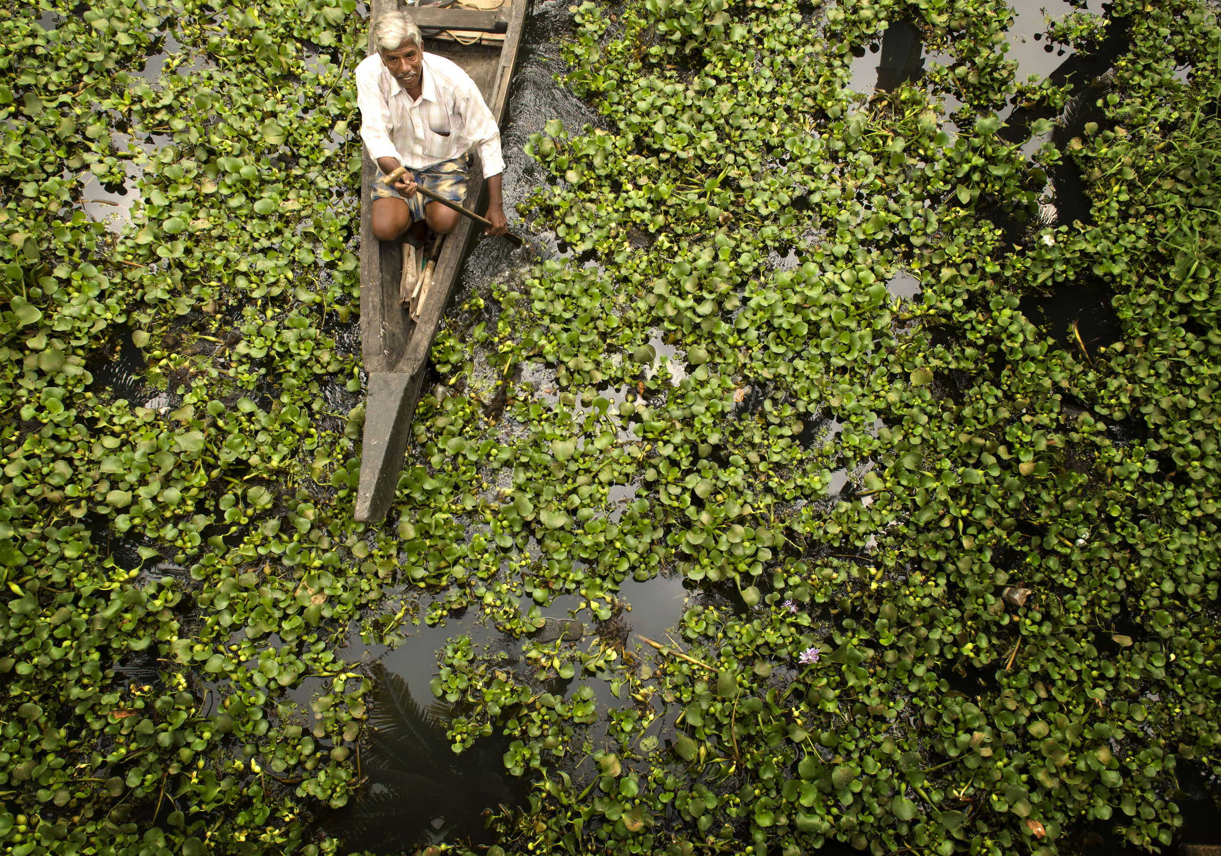 A man paddles through the layer of water hyacinth in the backwaters of Alleppey.