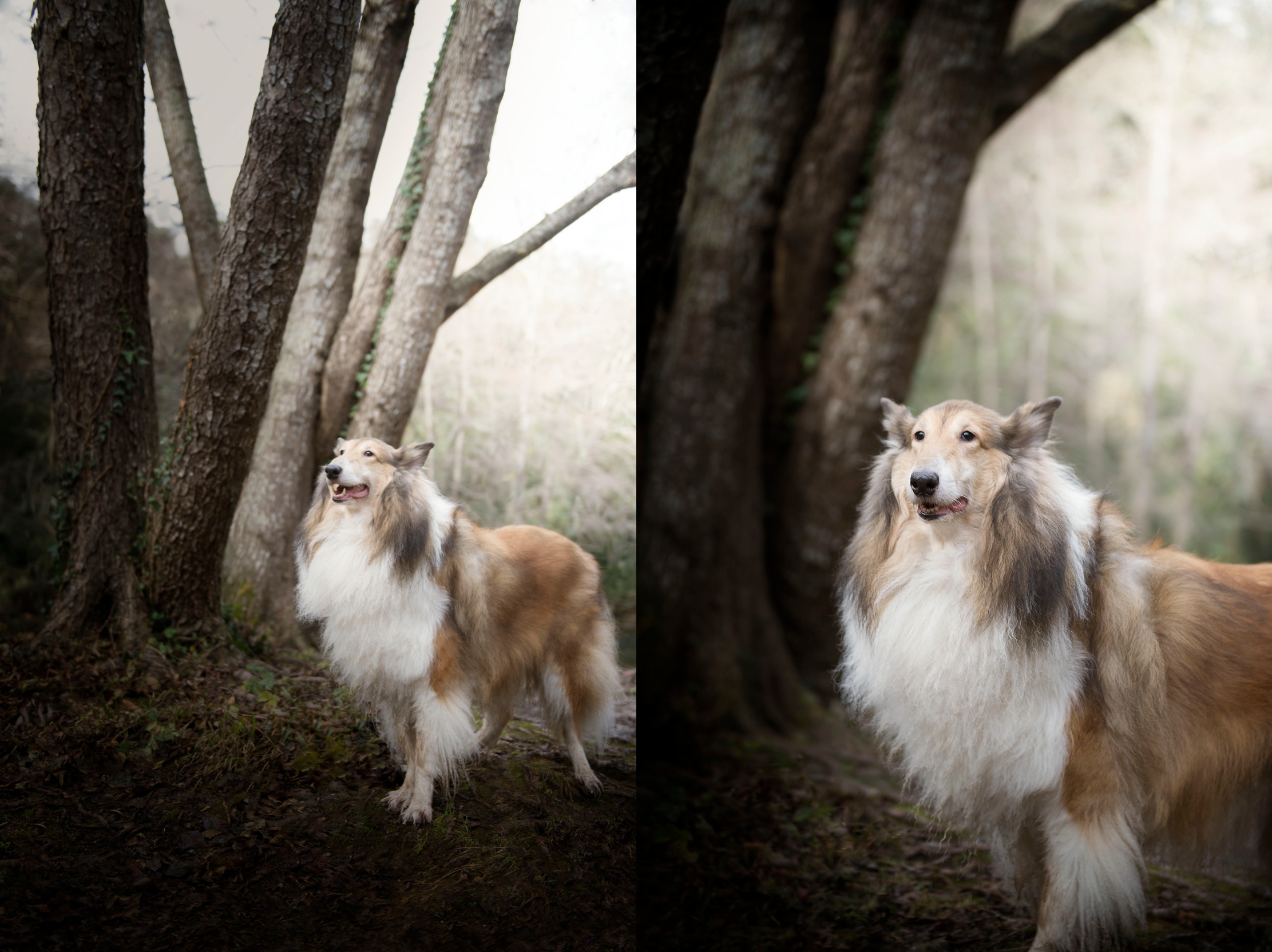 commercial-animal-photographer-los-angeles-long-hair-collie-lifestyle.jpg