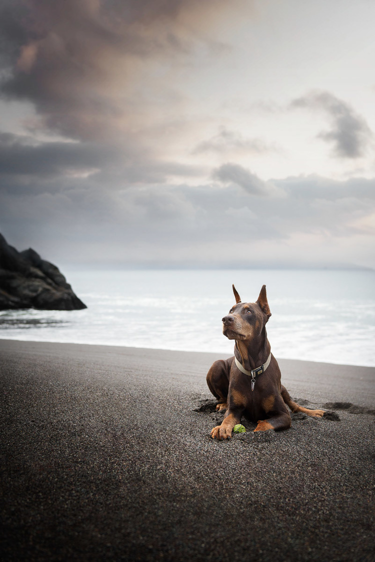 lifestyle-dog-photography-for-pet-brands-los-angeles-san-francisco-9.jpg