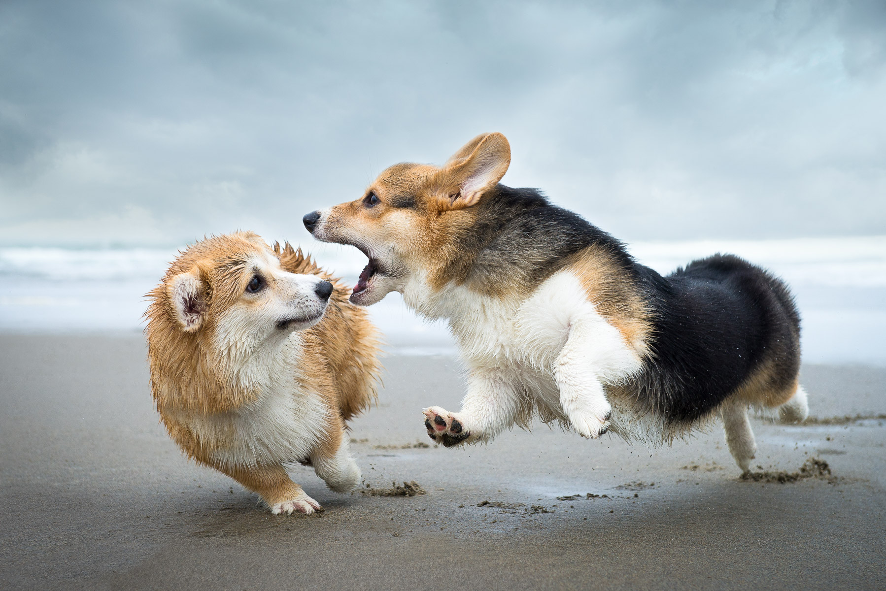 corgis-playing-photos-dog-photographer-los-angeles.jpg