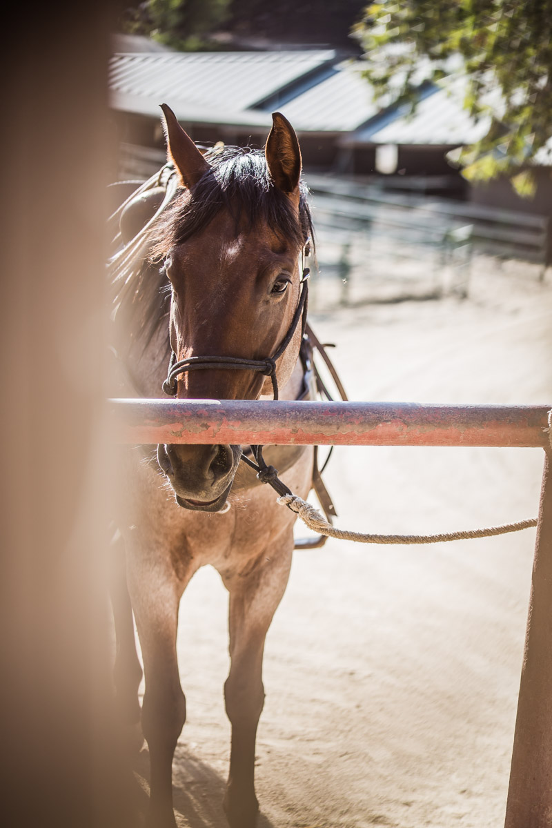 Ojai-horsmanship-equine-school-photography-26.jpg