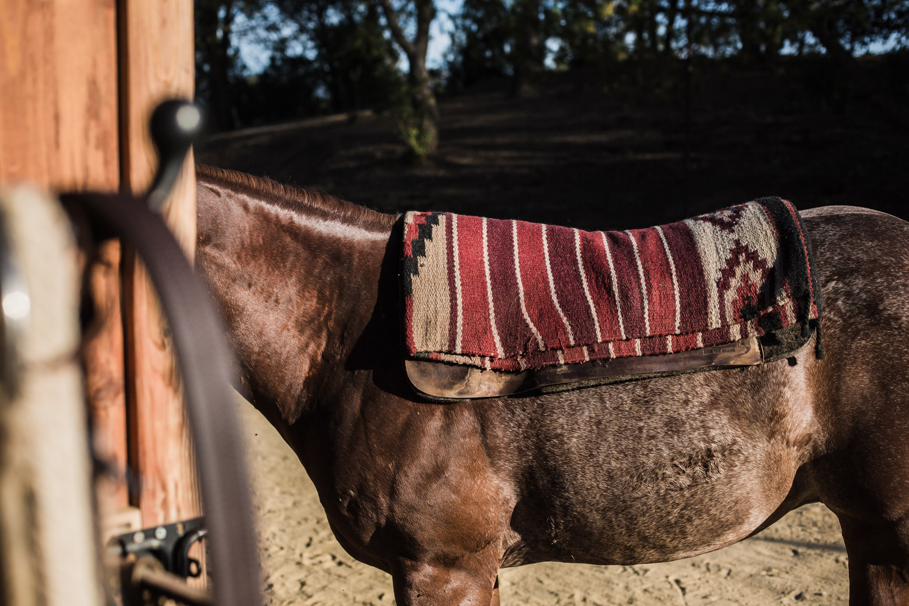 Ojai-horsmanship-equine-school-photography-55.jpg