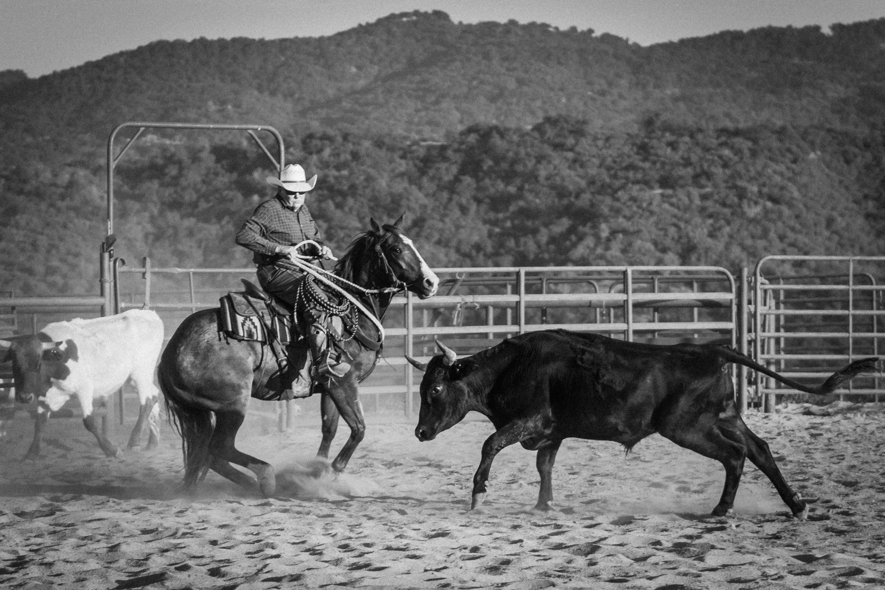 Ojai-horsmanship-equine-school-photography-79.jpg