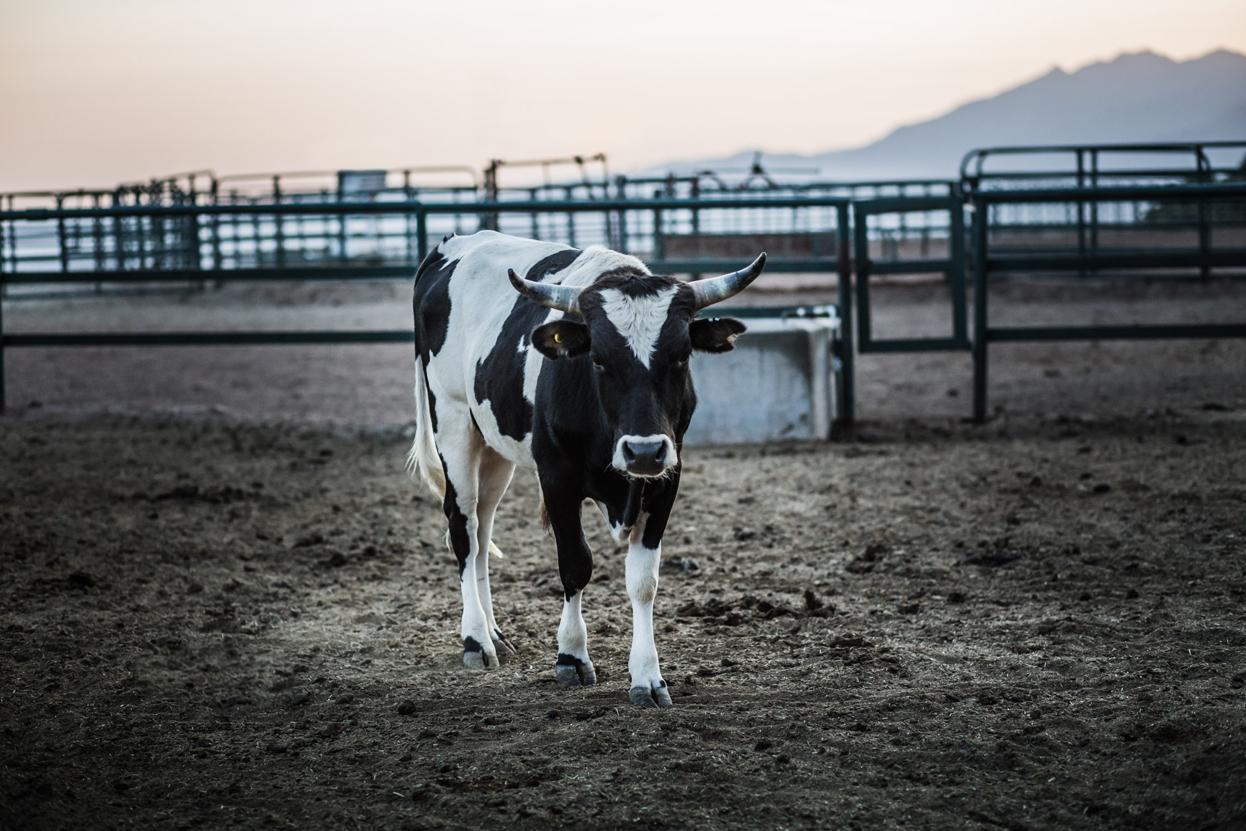 Ojai-horsmanship-equine-school-photography-92.jpg