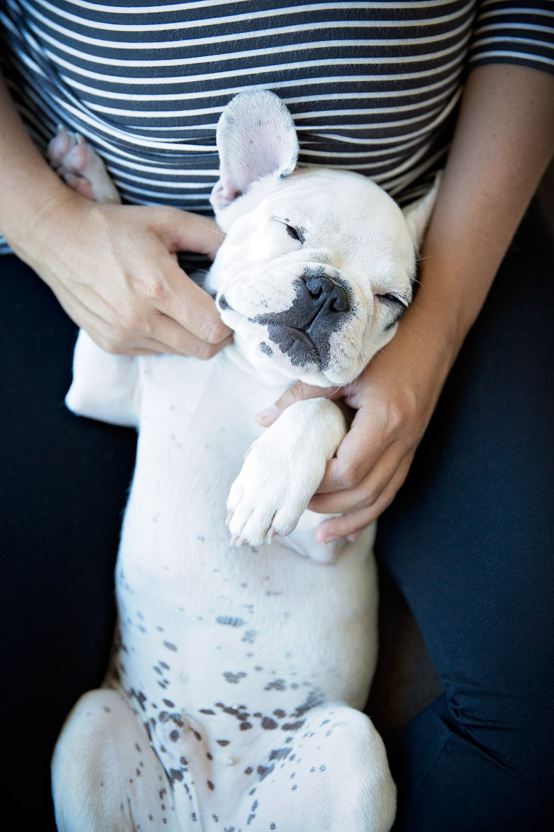 french-bulldog-puppy-with-pregnant-woman.jpg