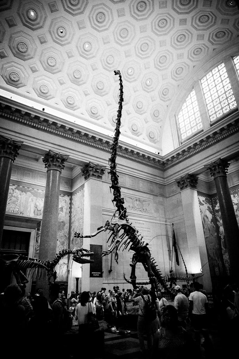 museum-natural-history-new-york-photos-dinosaure.jpg