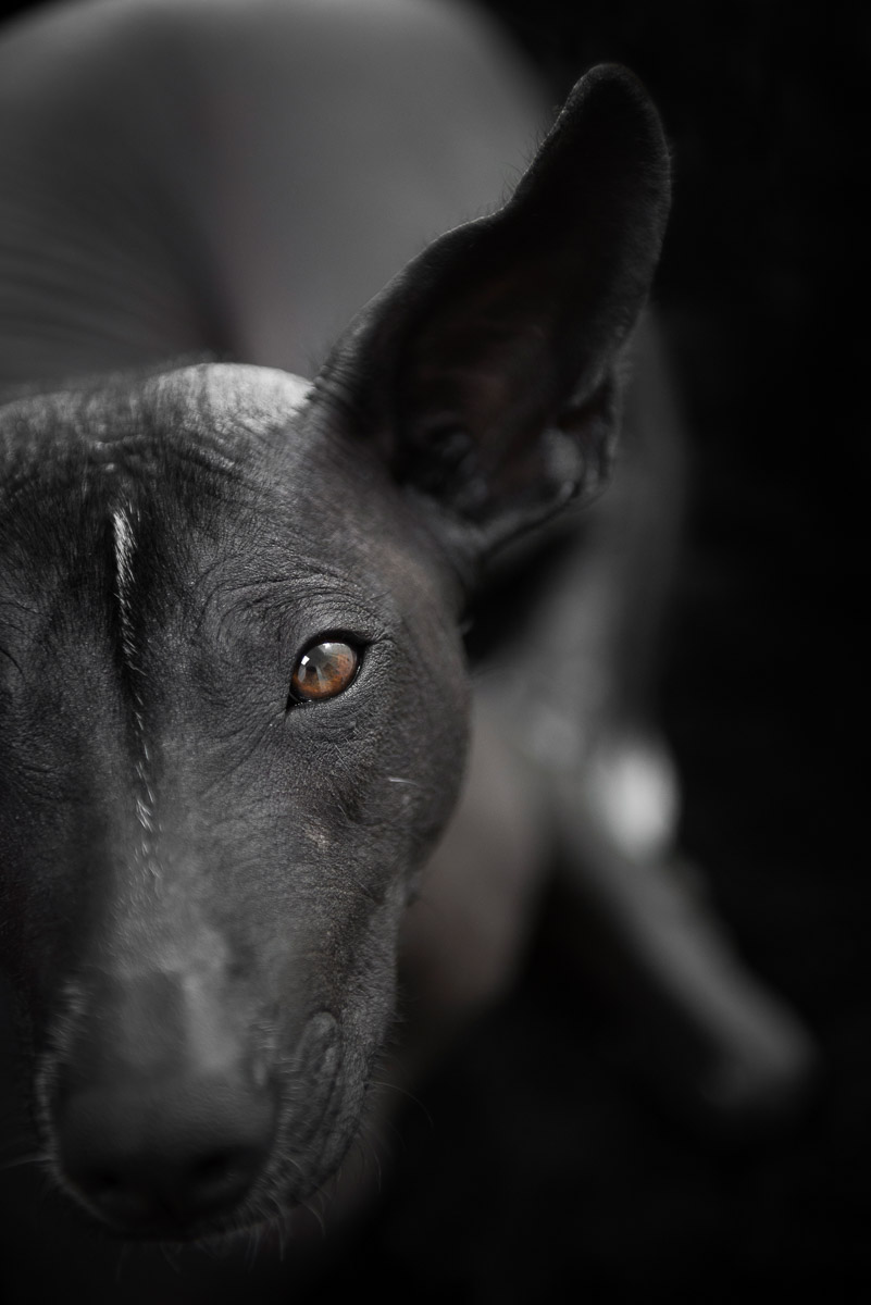 hairless-dog-xoloitzcuintli-commercial-dog-portrait-los-angeles-photographer.jpg