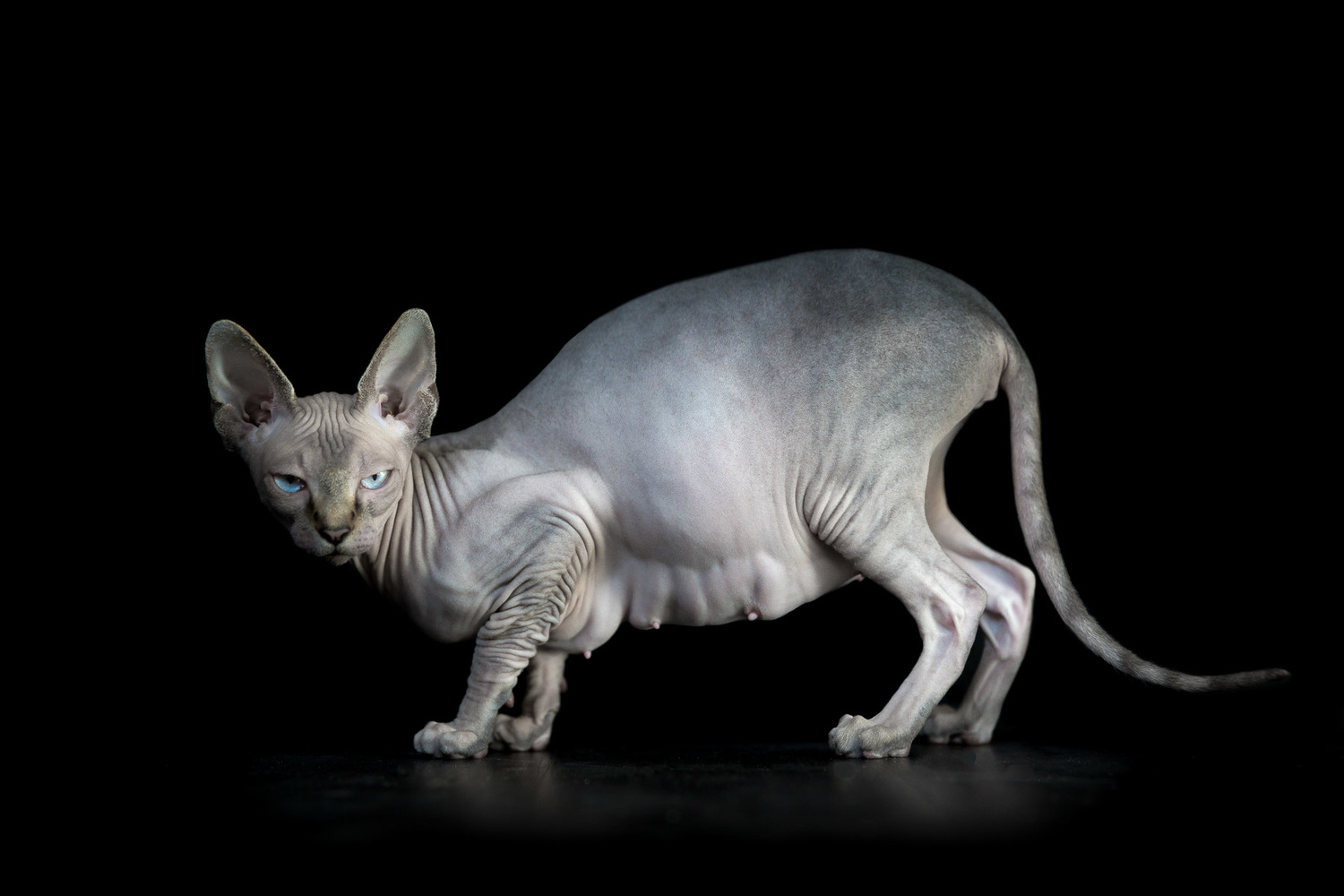 hairless pregnant cat