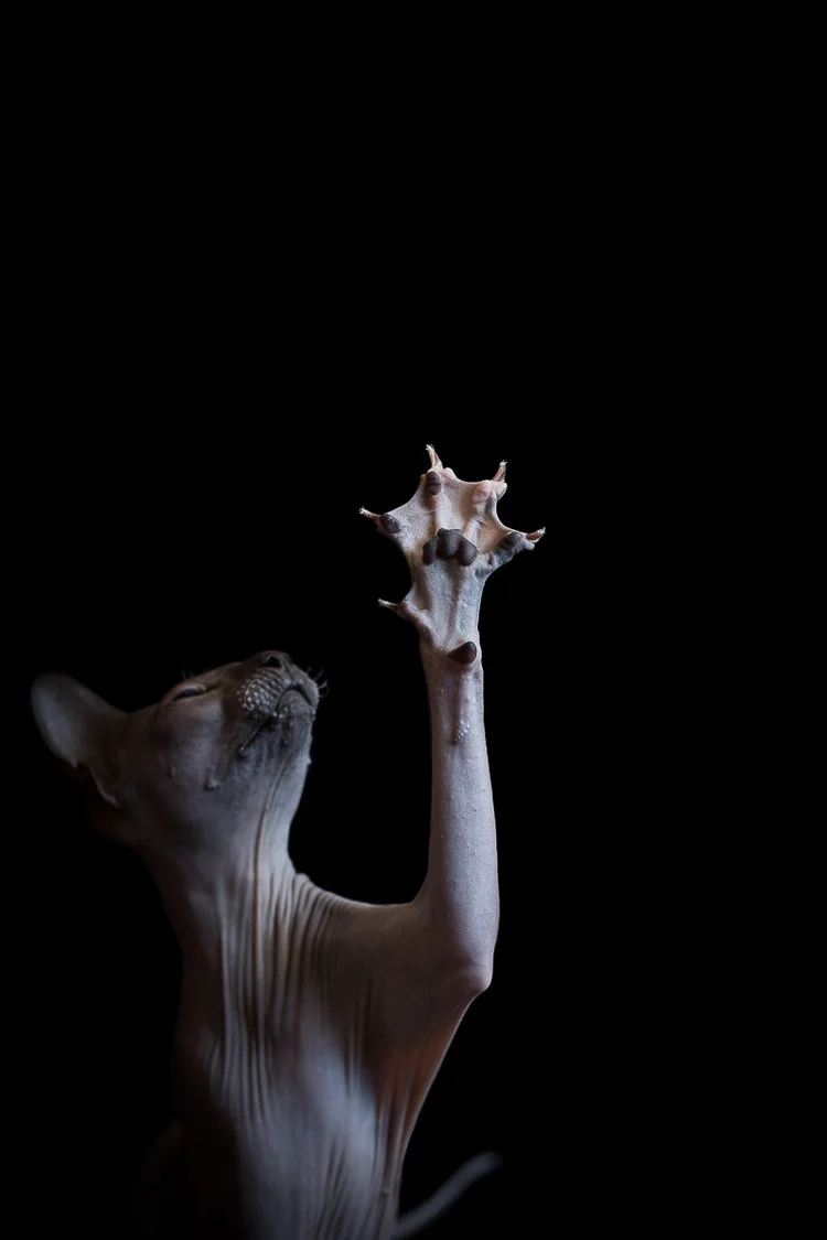 sphynx cat paws
