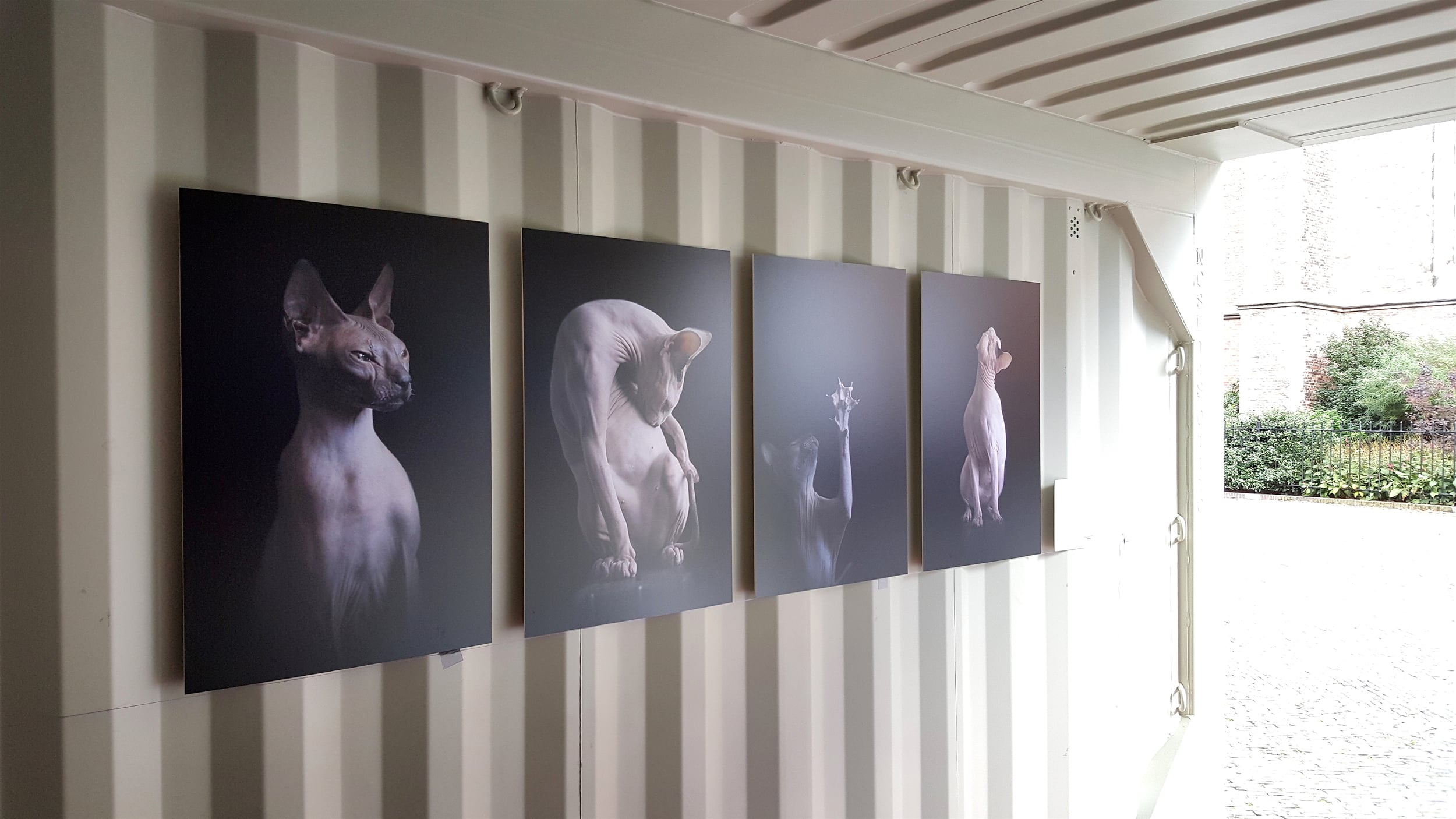 exhibition — Animal Photography Blog — ALICIA RIUS PHOTOGRAPHY - Dog & Cat Photography - Commercial & Editorial exhibition — Animal Photography Blog — ALICIA RIUS PHOTOGRAPHY - Dog & Cat Photography - Commercial & Editorial