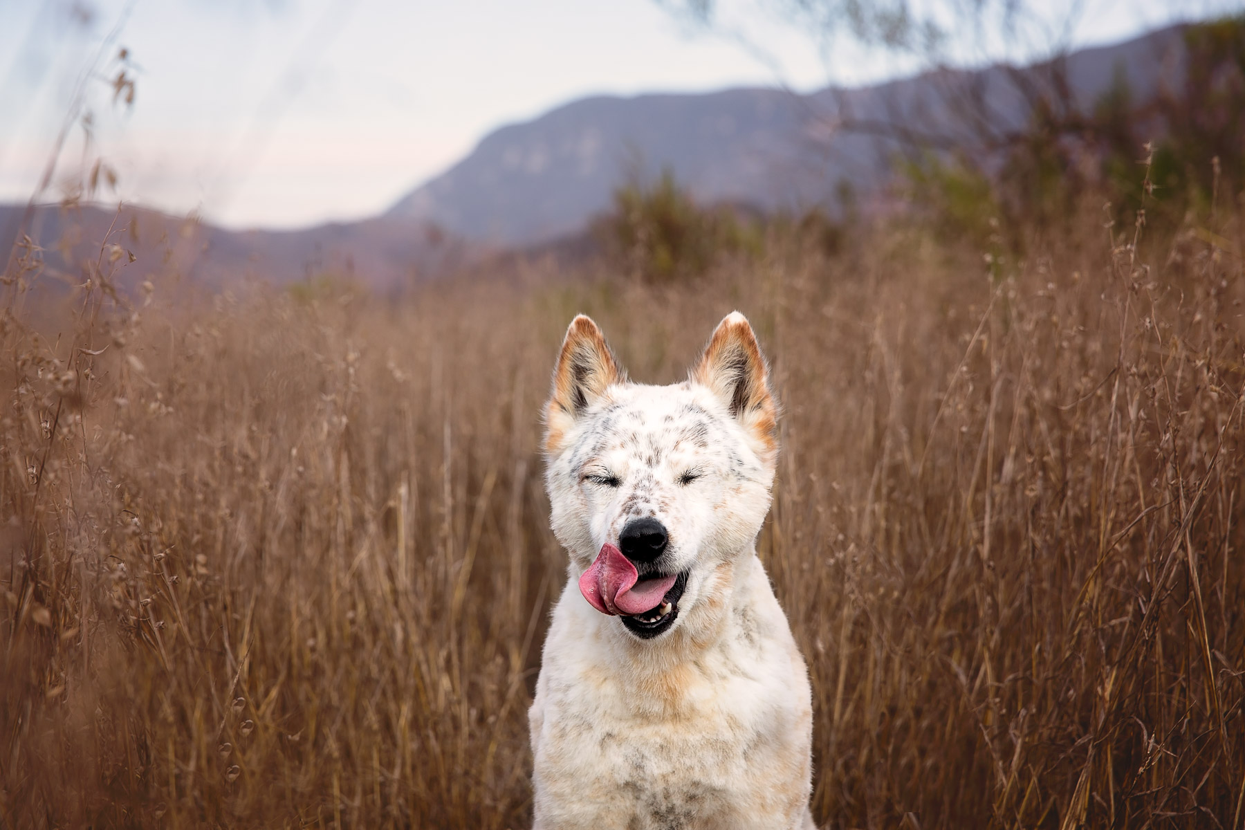 los-angeles-commercial-dog-photographer-for-purina.jpg