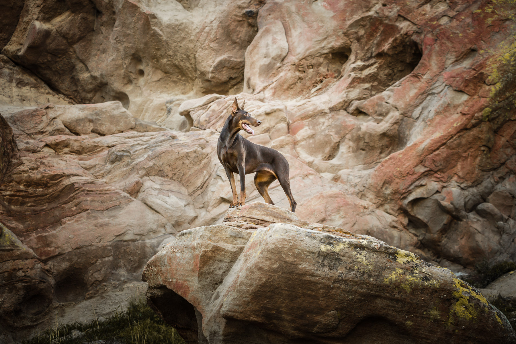 commercial-dog-photographer-doberman-on-rock-epic-photo.jpg