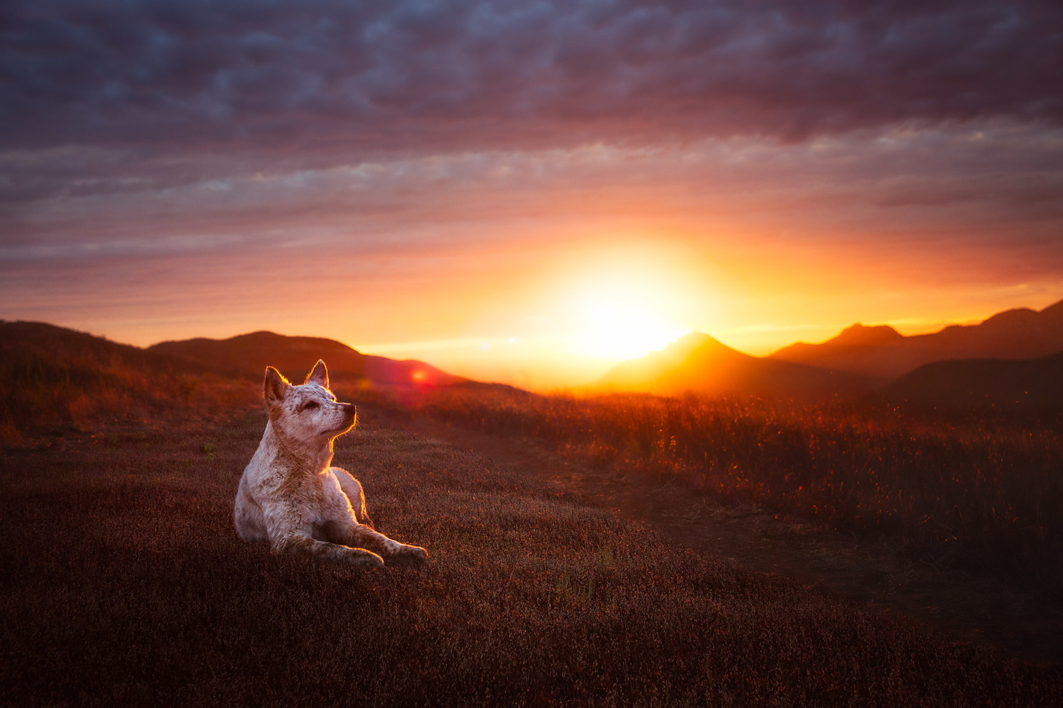 australian-cattle-dog-sunset.jpg