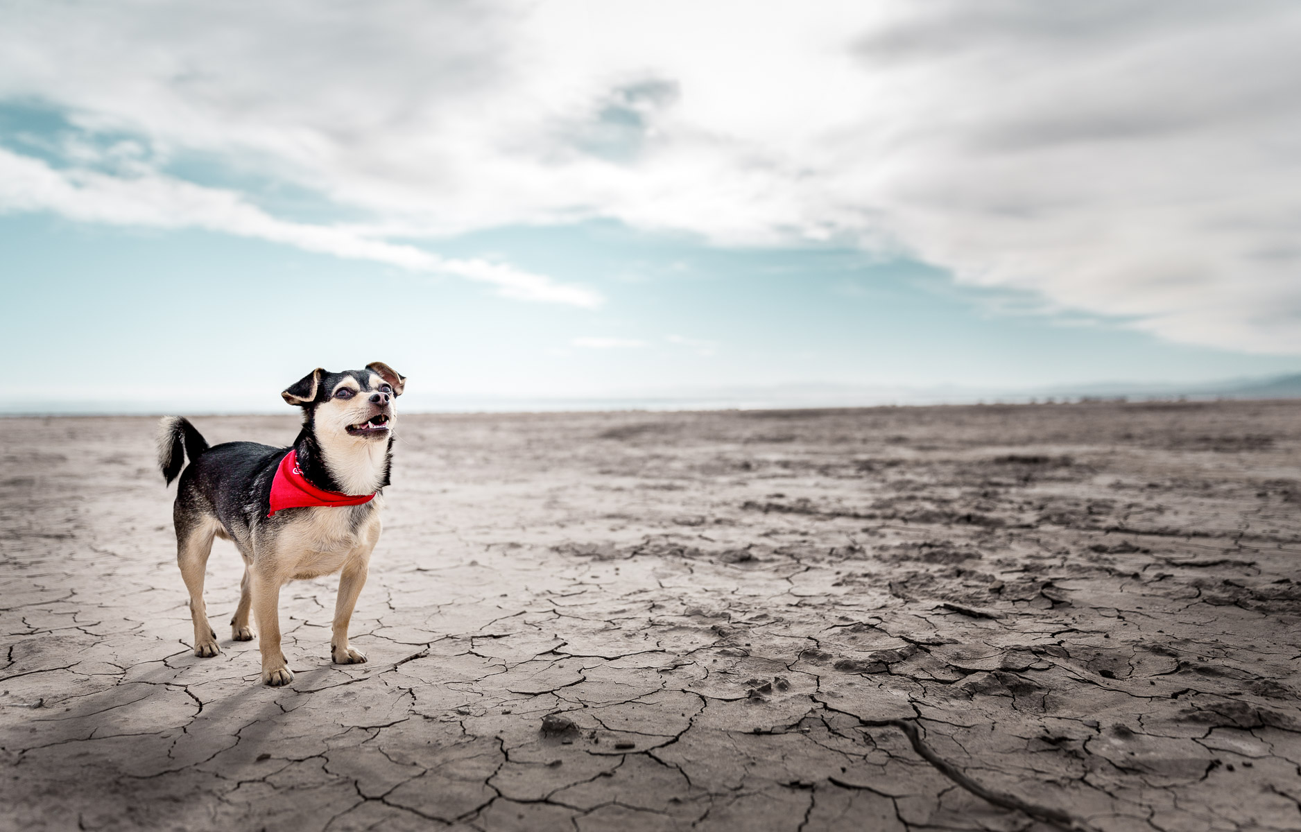 chihuahua-mix-mutt-dog-photo-salton-sea-dog-photographer.jpg