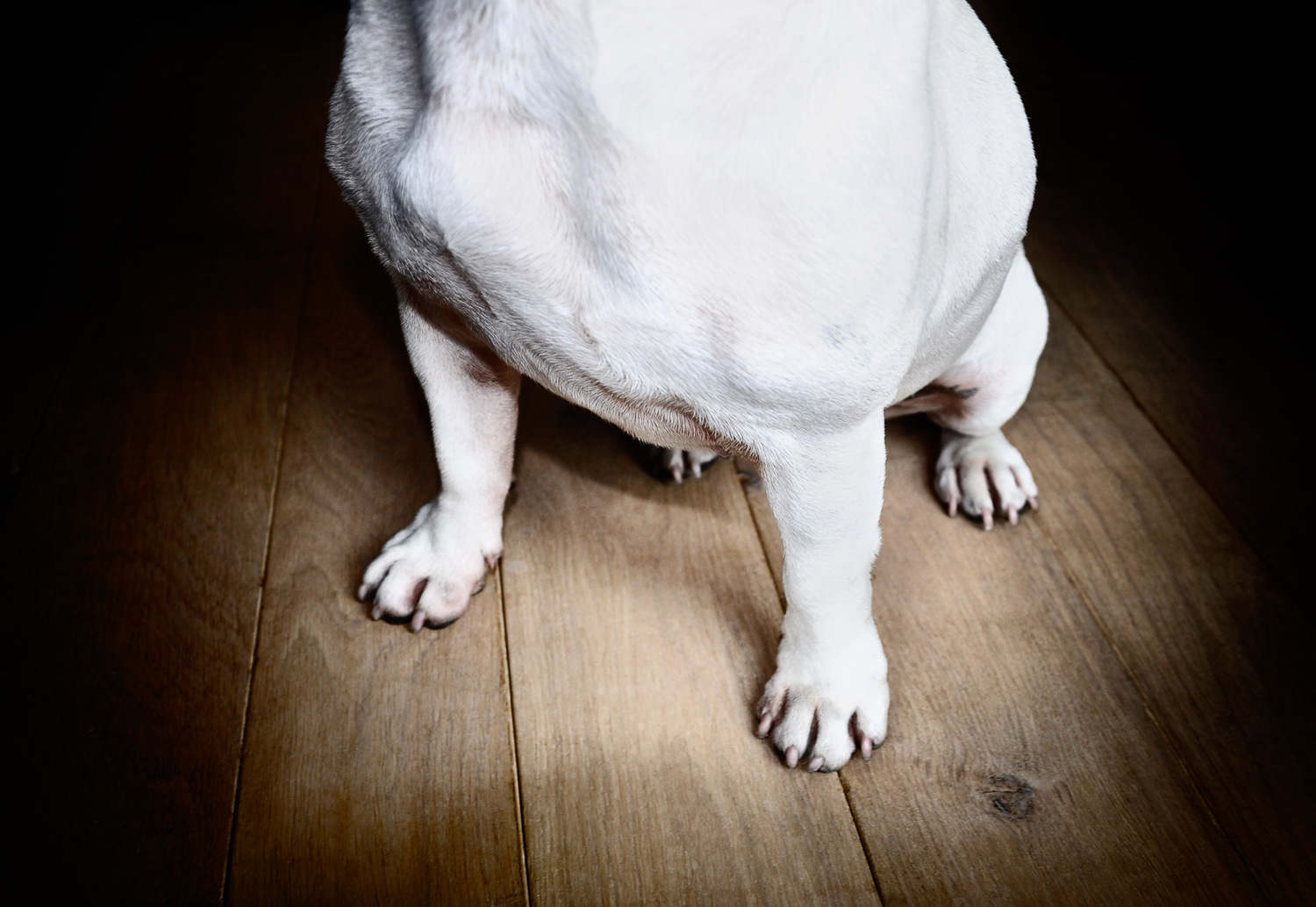 close-up-french-bulldog-legs-animal-photographer-los-angeles.jpg