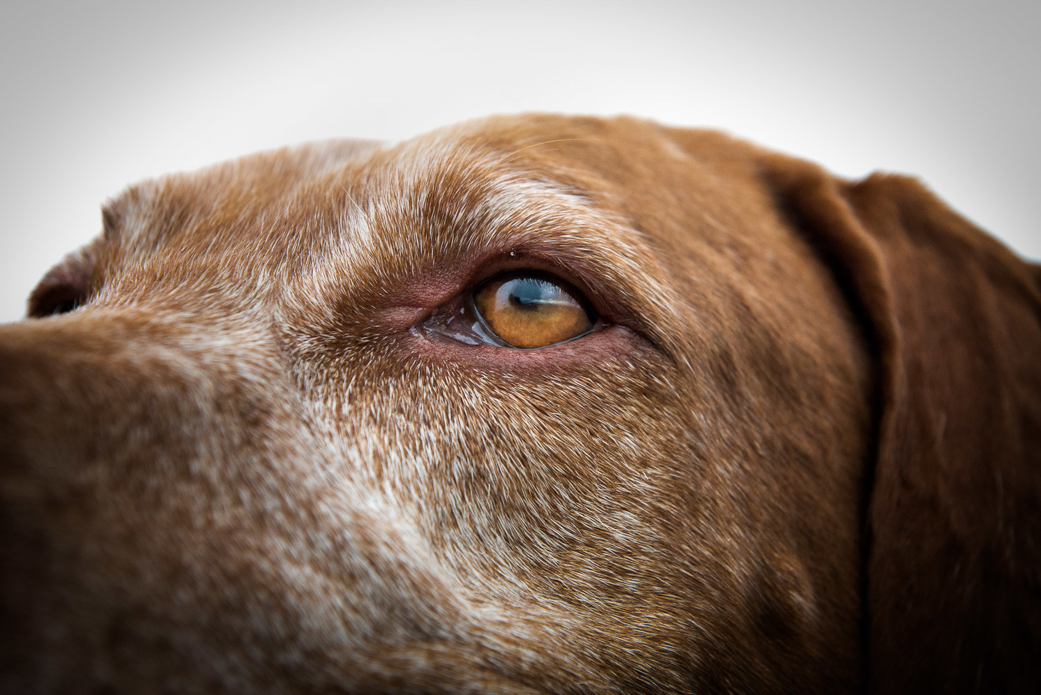 close-up-eye-viszla-breed-dog-photography.jpg