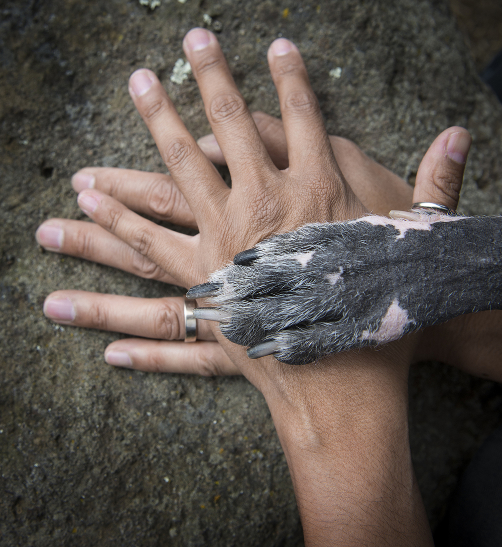 stack-hands-and-paw-animal-photographer.jpg