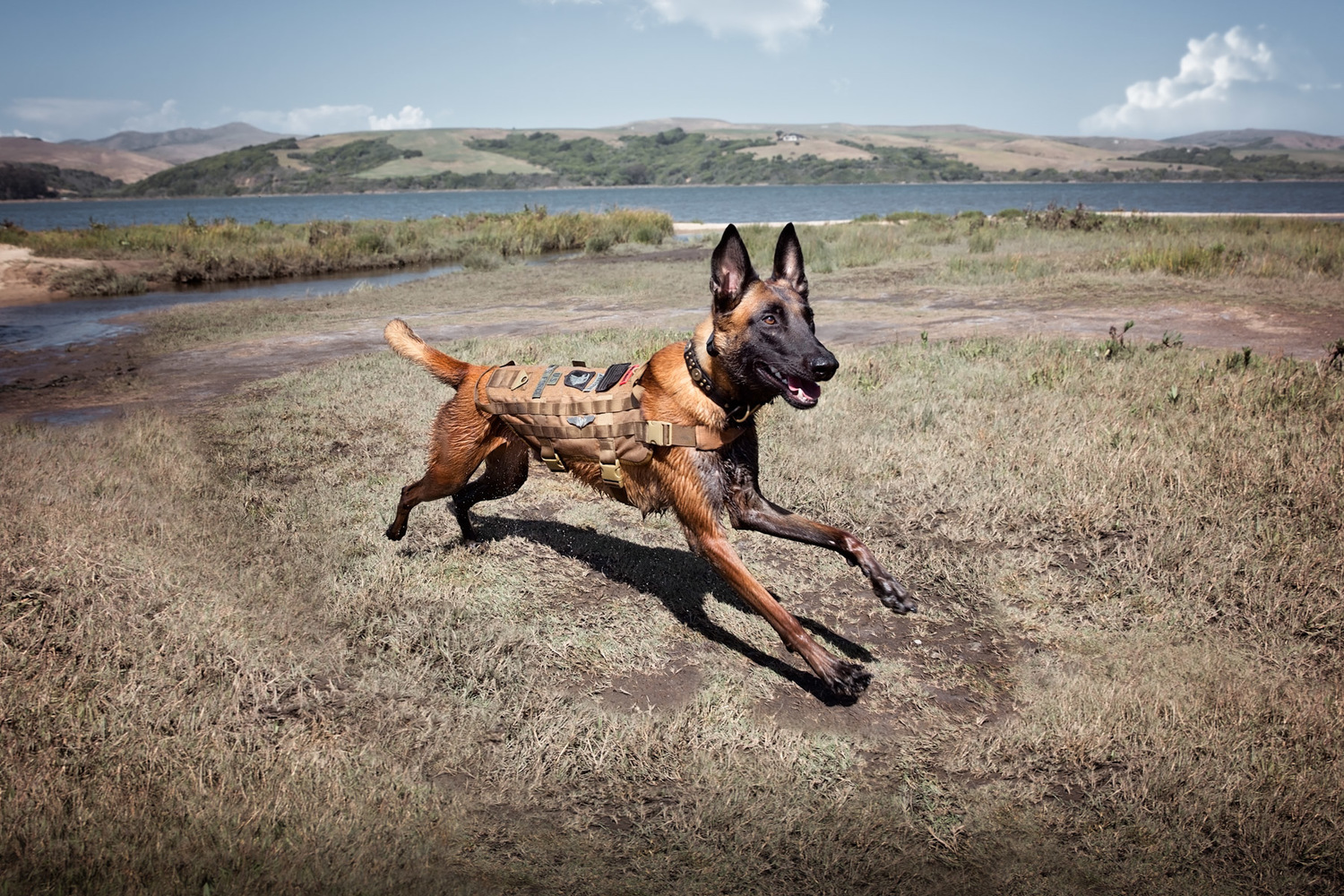 commercial-animal-photographer-dog-runs-in-field.jpg