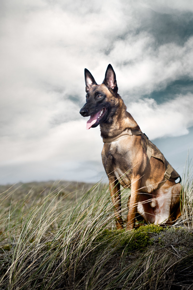 commercial-dog-photography-belgian-millanois.jpg