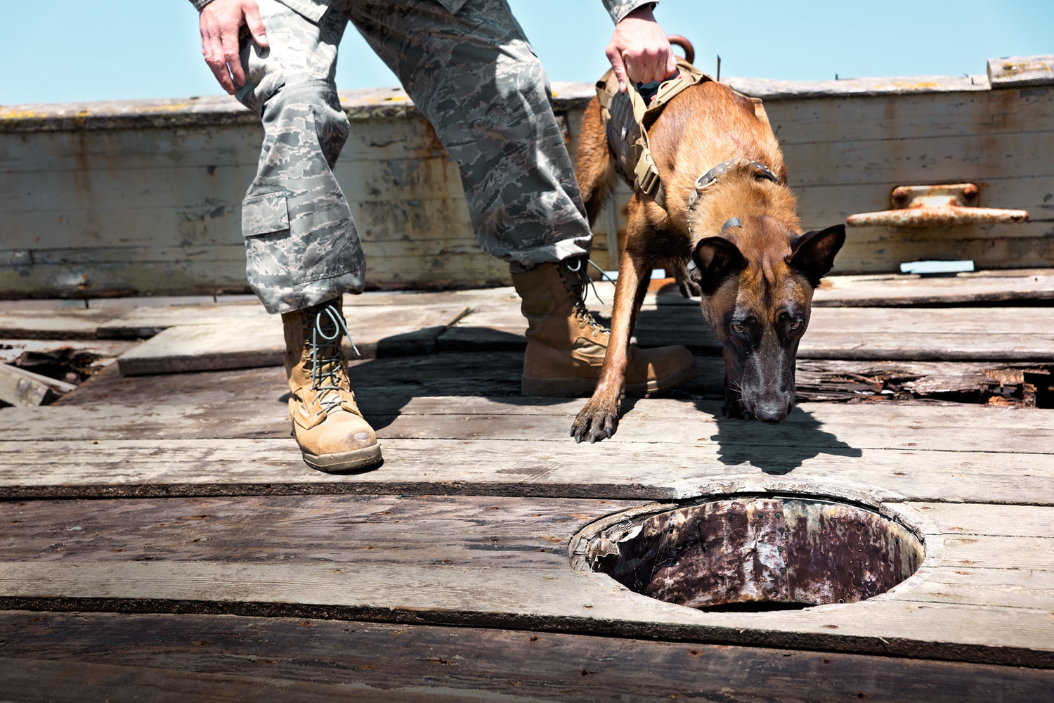 commercial-dog-photography-belgian-millanois-with-man.jpg