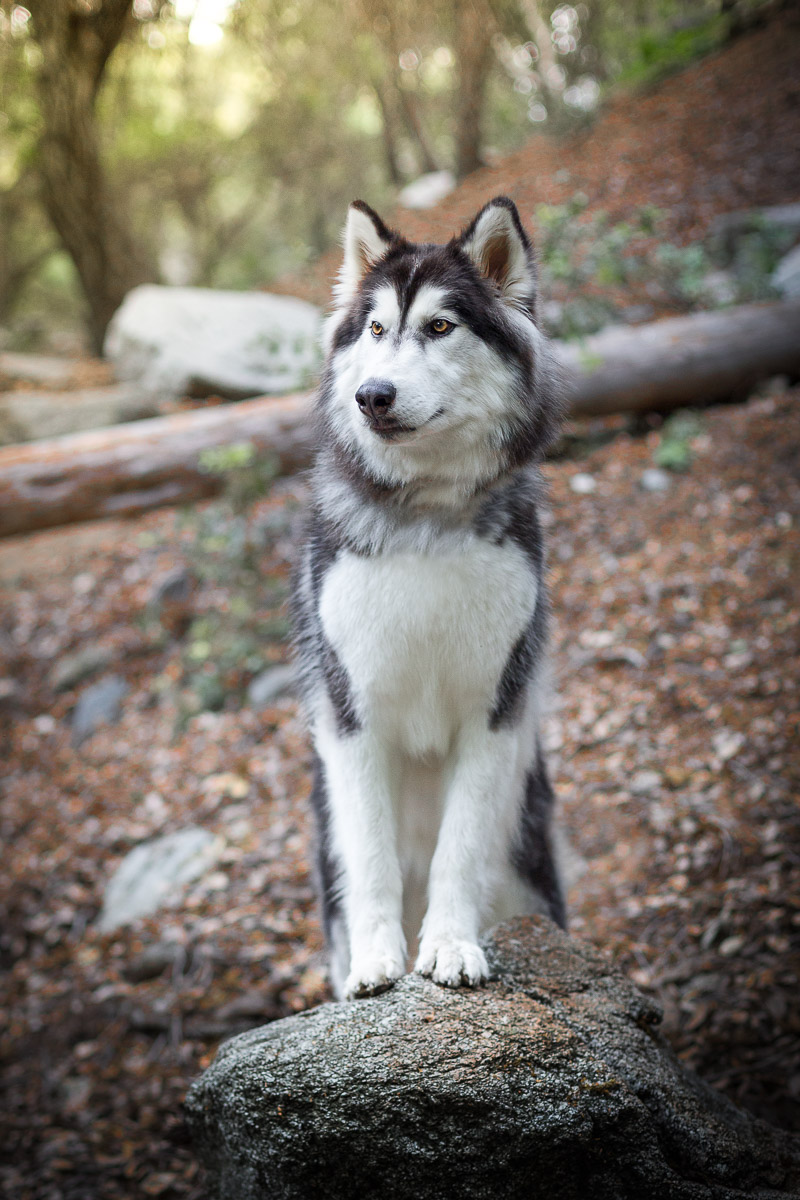 husky-wolf-dog-standing-on-rock-forest-woods-dog-photographer.jpg