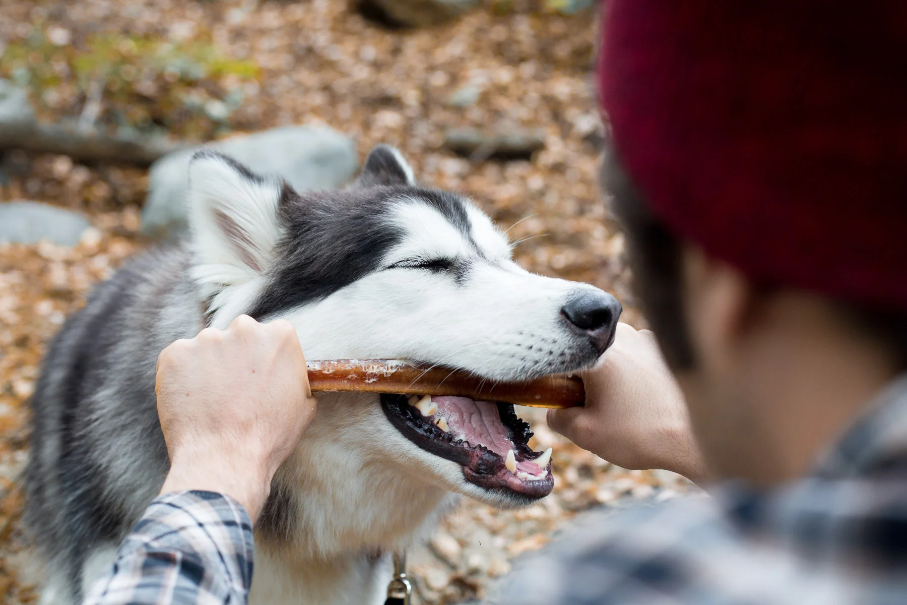 man-and-dog-playing-tug-o-war-photo-dog-photographer.jpg