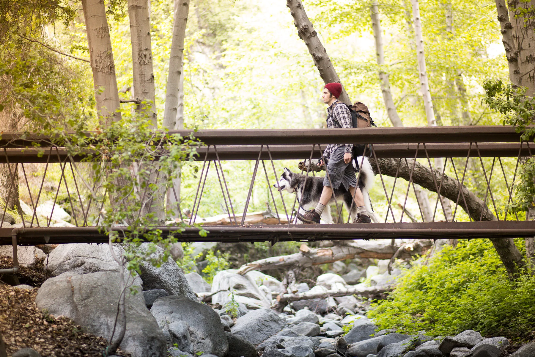 man-and-husky-walking-on-bridge-forest.jpg