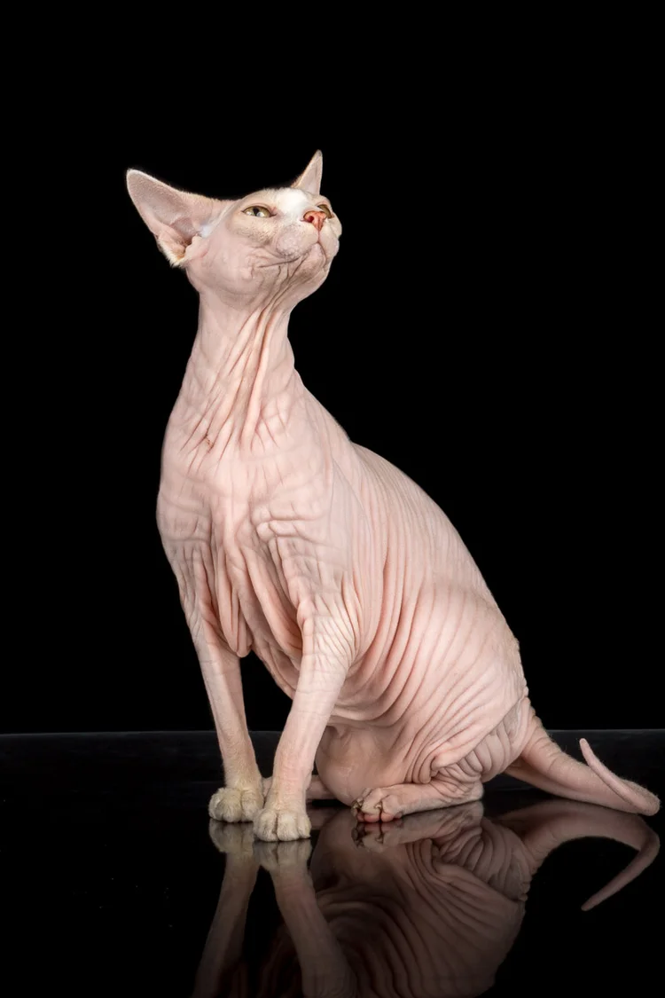 pink-sphynx-cat-photos-.jpg