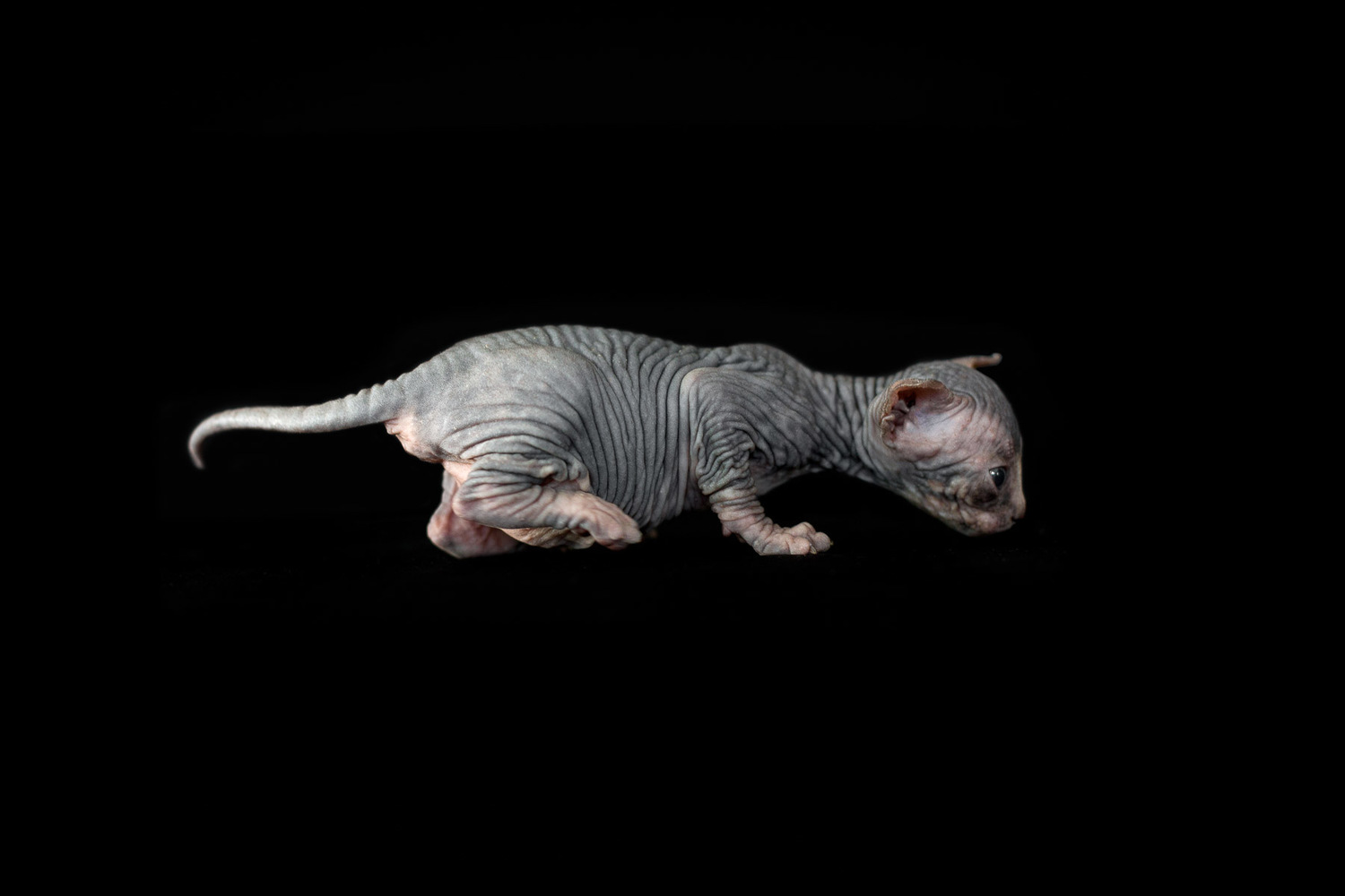 baby-sphynx-photos.jpg