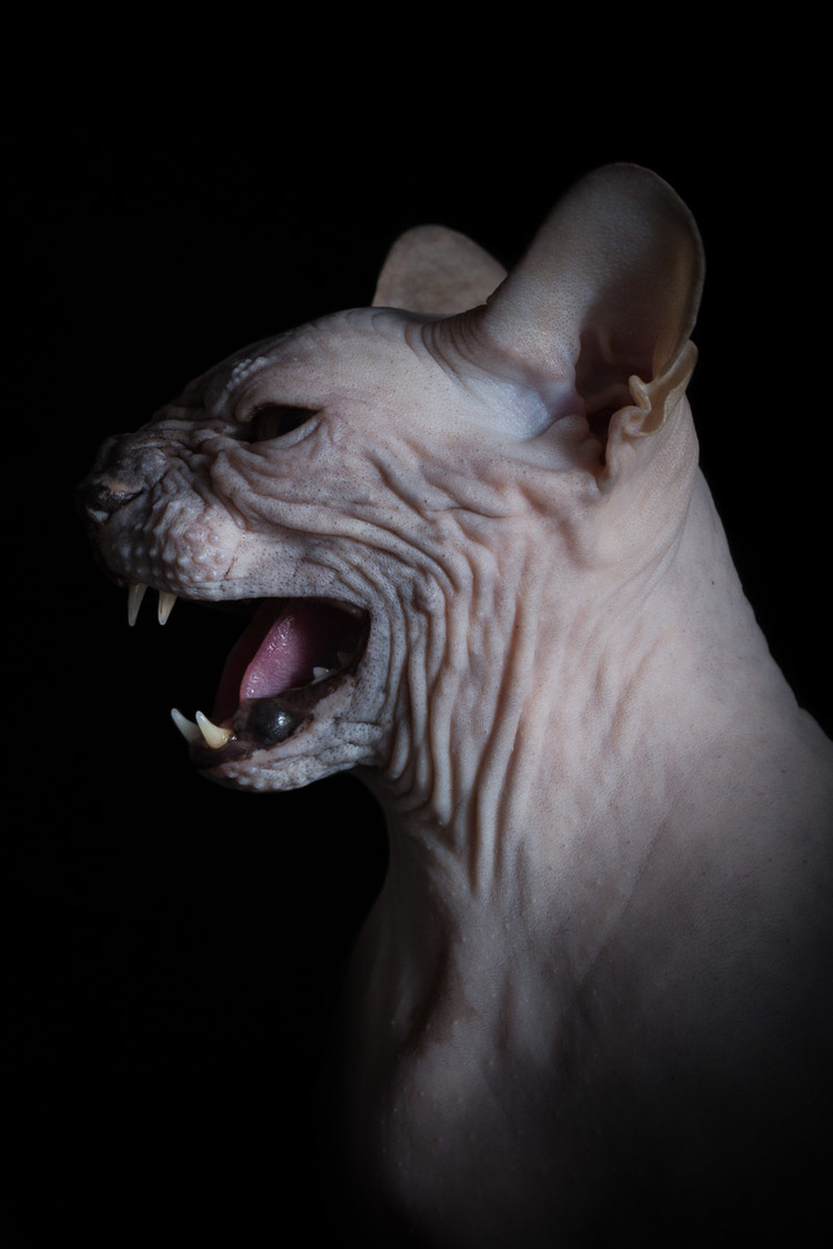 cat-hissing-photo-by-sphynx-cat-photographer-alicia-rius.jpg
