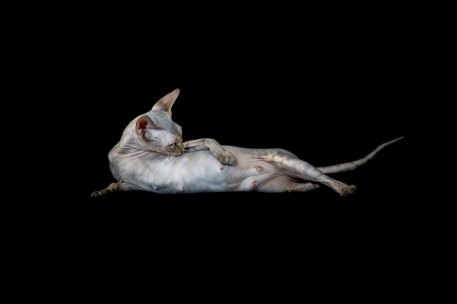 cat-photos-of-hairless-cats-sphynx.jpg