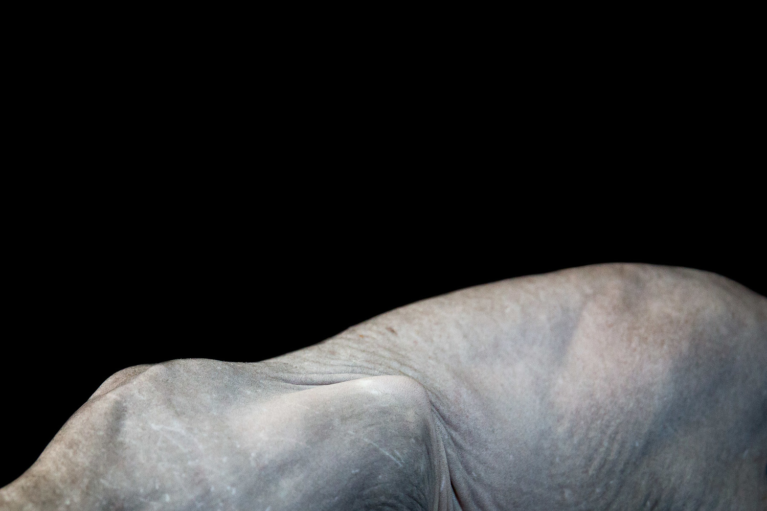 fine-art-photos-of-animals.jpg