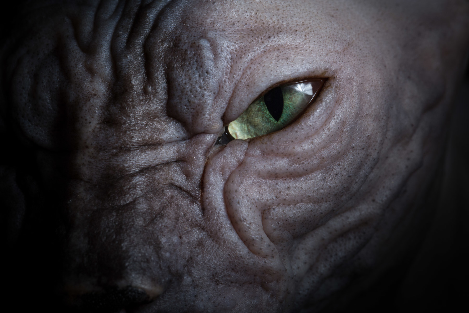 macro-shot-sphynx-eye-cat-photographer.jpg