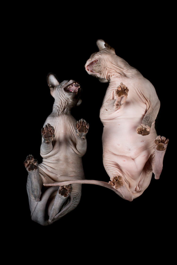 photo-of-sphynx-cats-underneath.jpg