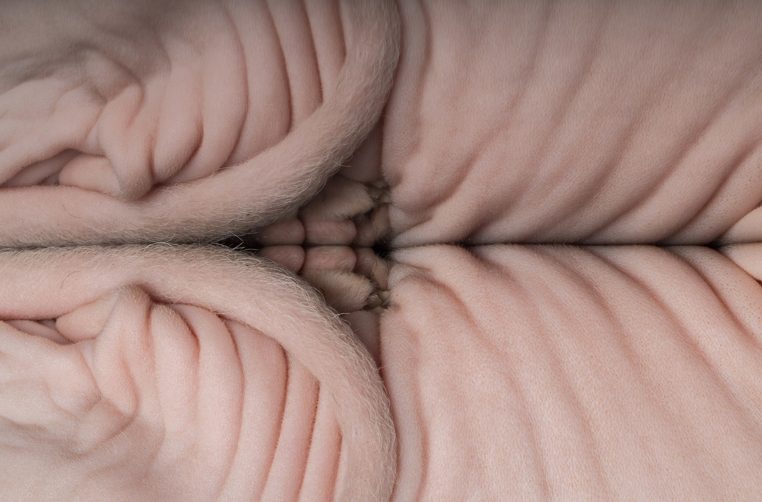 reflexion-of-cat-body-on-glass-photo.jpg