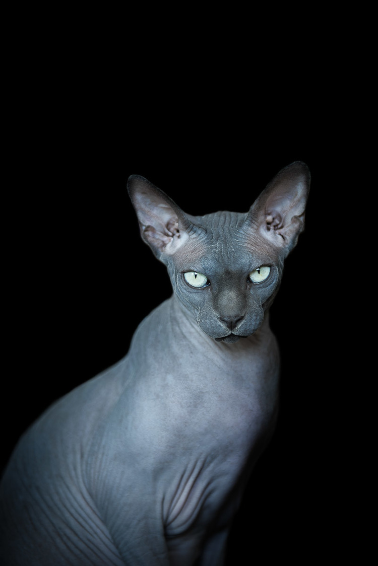 sphynx-cat-photos-by-alicia-rius-10.jpg