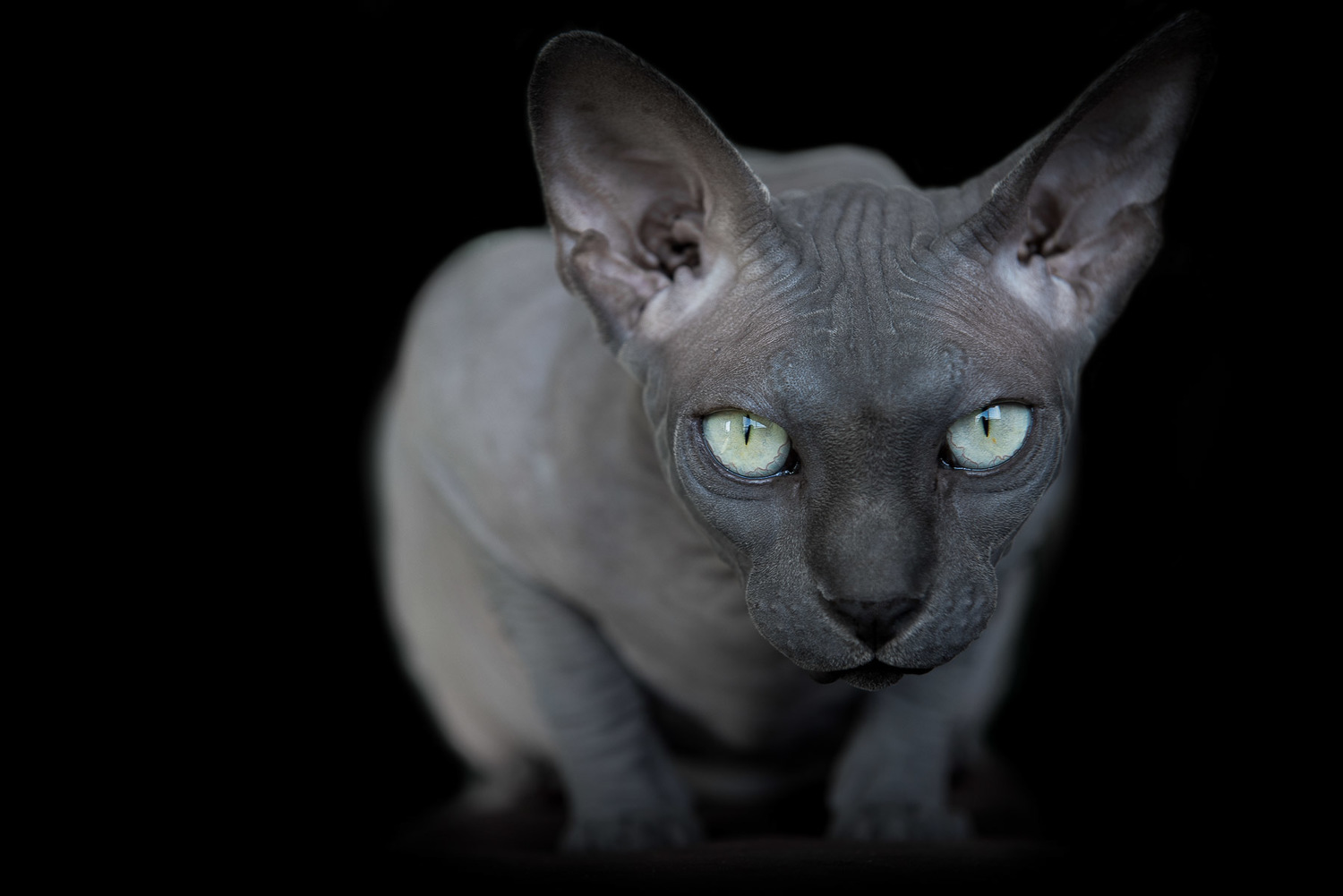 sphynx-cat-photos-by-alicia-rius-11.jpg
