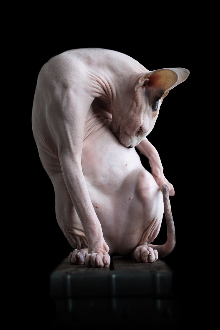 sphynx-cat-photos-by-alicia-rius-16.jpg