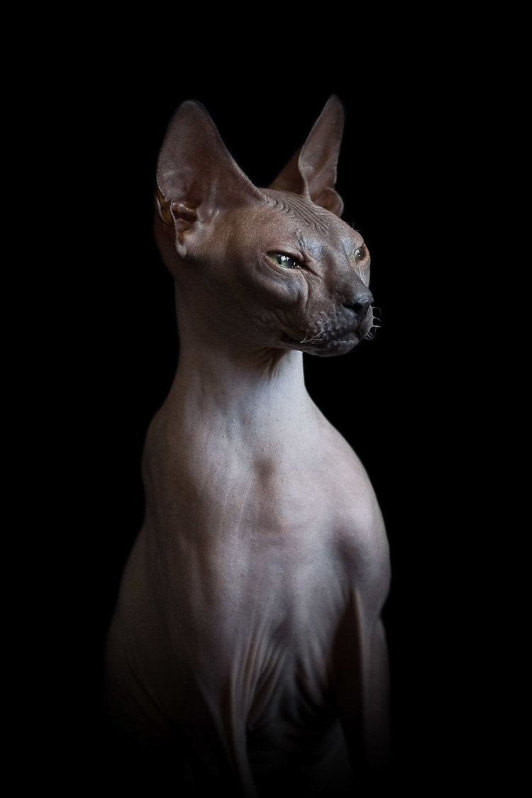 sphynx-cat-photos-by-alicia-rius-25.jpg