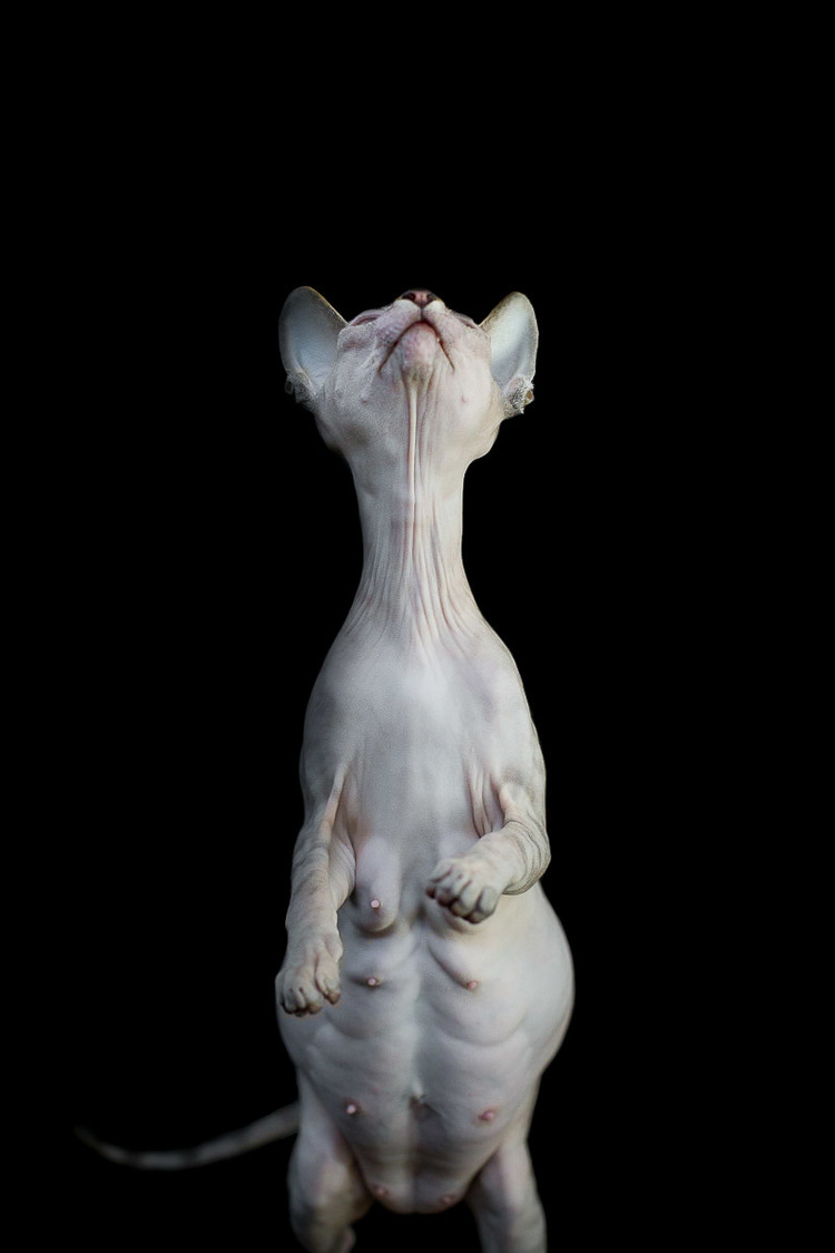 sphynx-cat-photos-by-alicia-rius-28.jpg