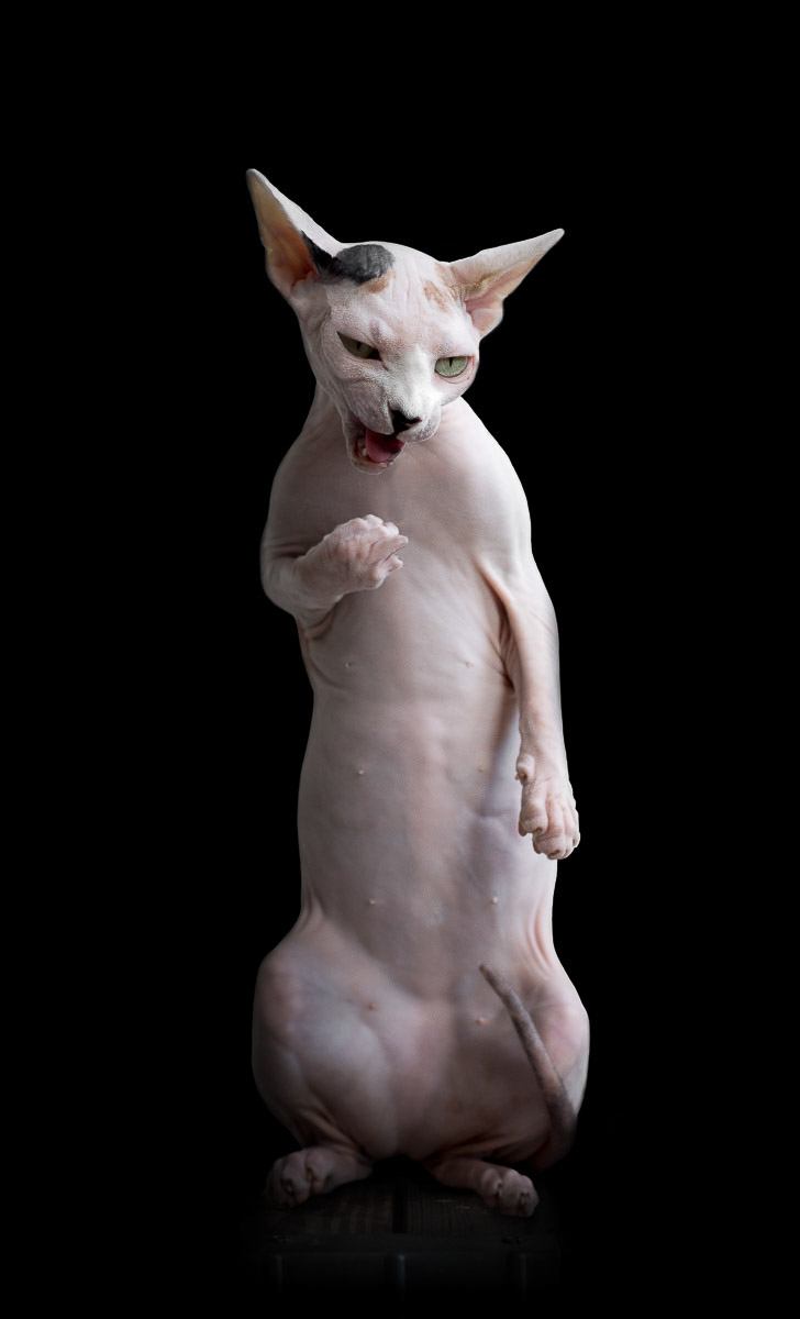 sphynx-cat-photos-by-alicia-rius-29.jpg