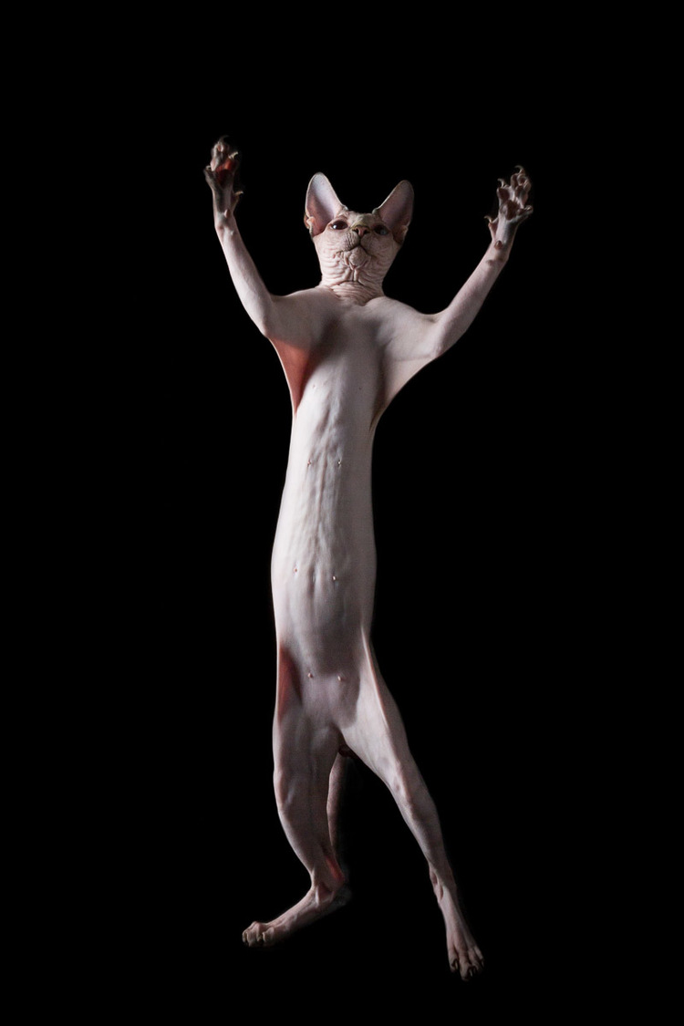 sphynx-cat-standing-arms-open-photography.jpg