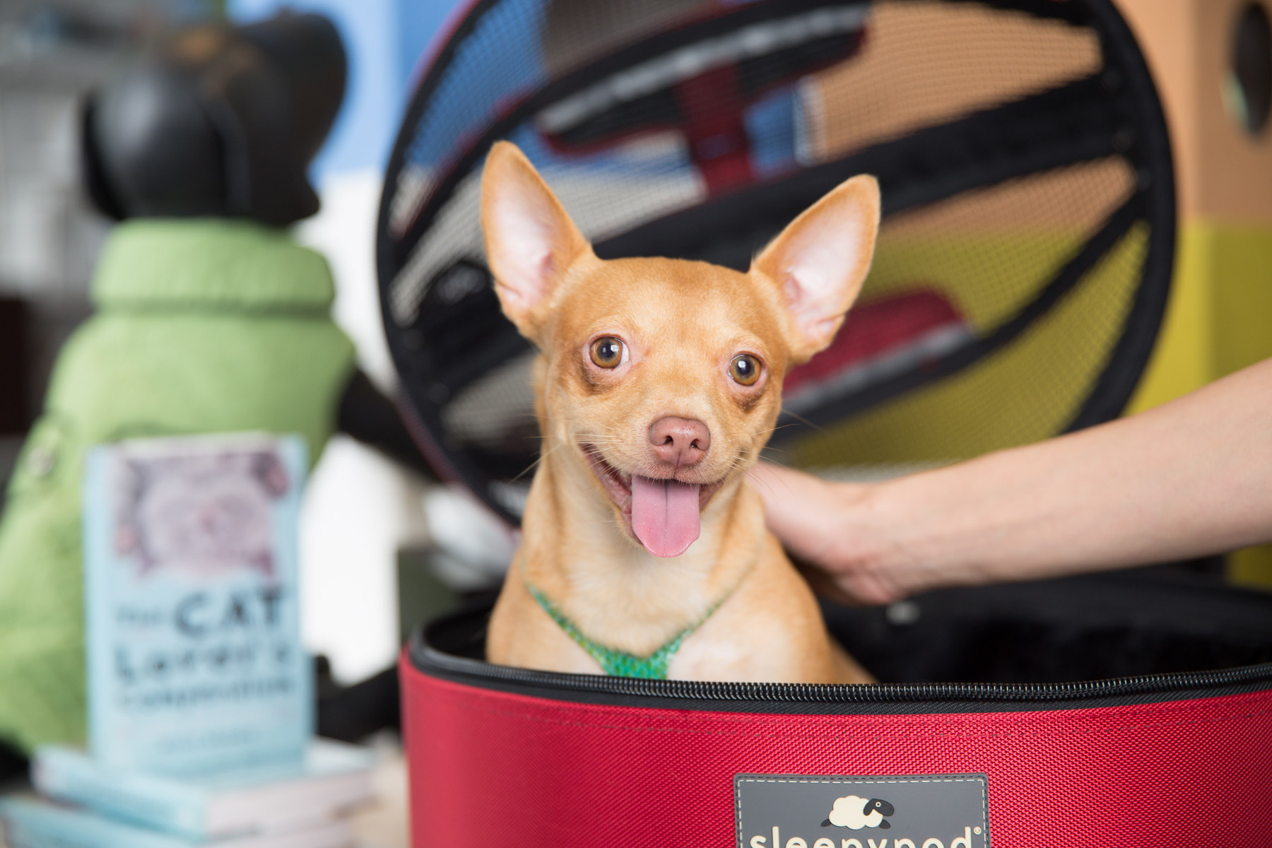 dog-smiling-happy-in-dog-carrier.jpg