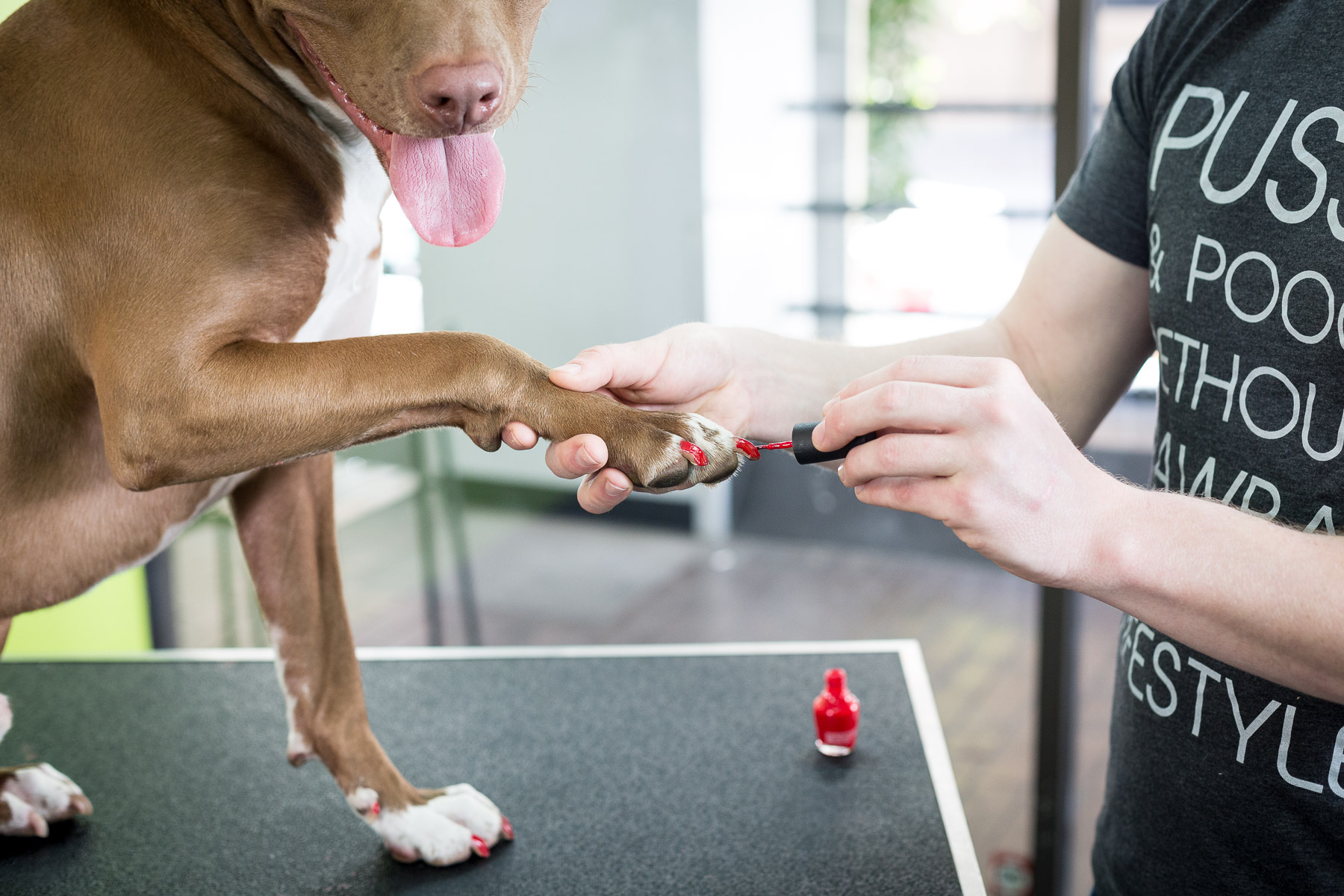 pitbull-with-red-nails-painted-dog-manicure.jpg