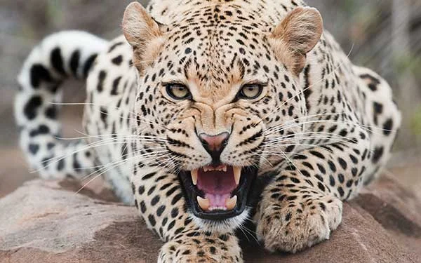 Leopard hissing at the camera.