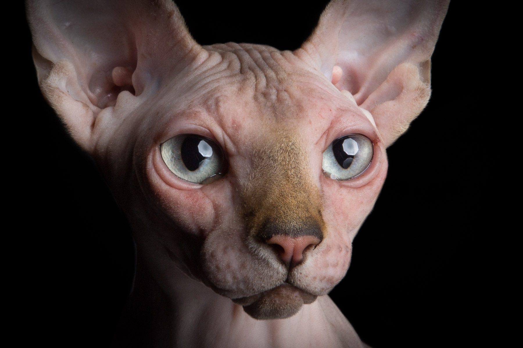 close-up-portrait-sphynx-hairless-cat-alicia-rius-animal-photographer.jpg.