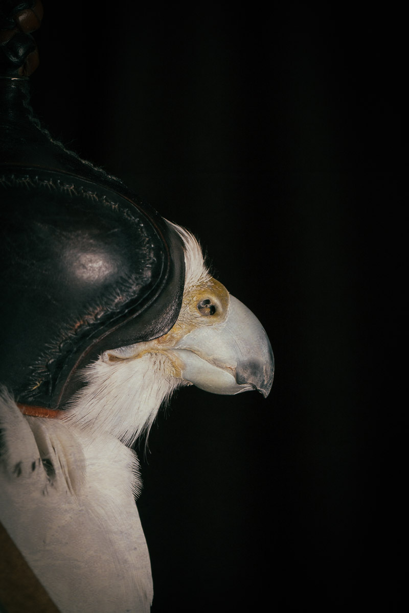 marco-shot-hawk-falcon-beak.jpg