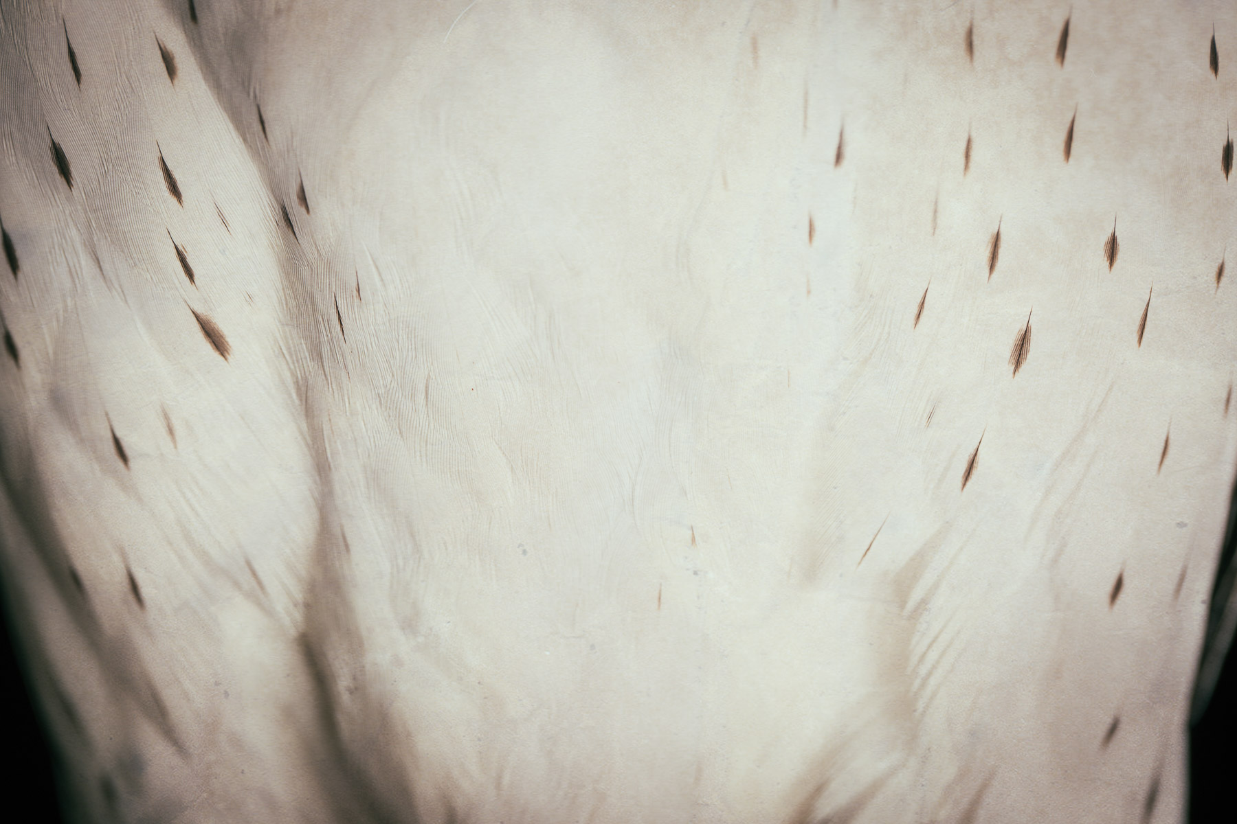 white-hawk-photos-detail-feathers.jpg