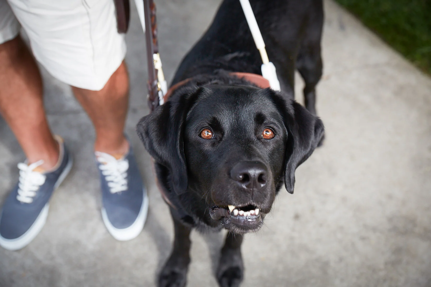 black-labrador-guidance-dog-photo.jpg
