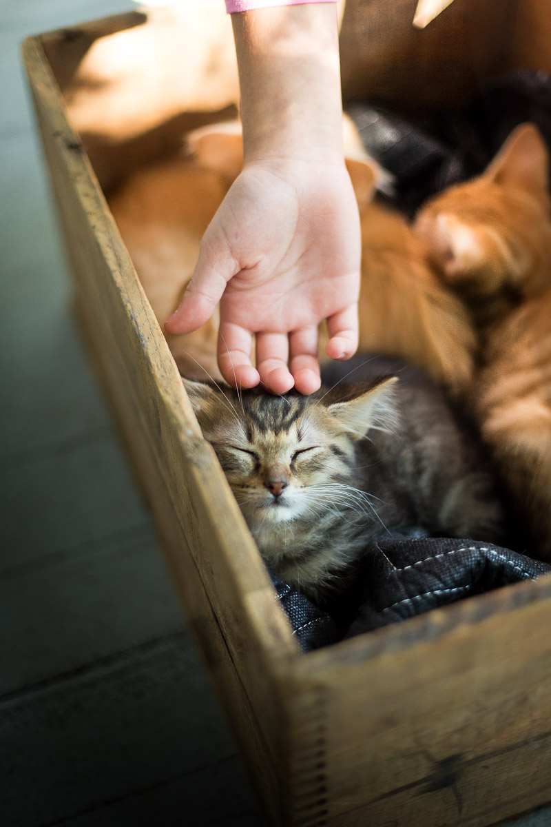 girl-caressing-kitty-box-with-cats-pet-photographer.jpg
